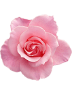Масло цветка дамасской розы